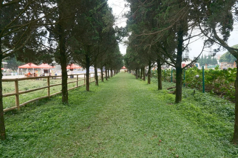 Rows of tall trees frame a carpet of green grass in Lembang.