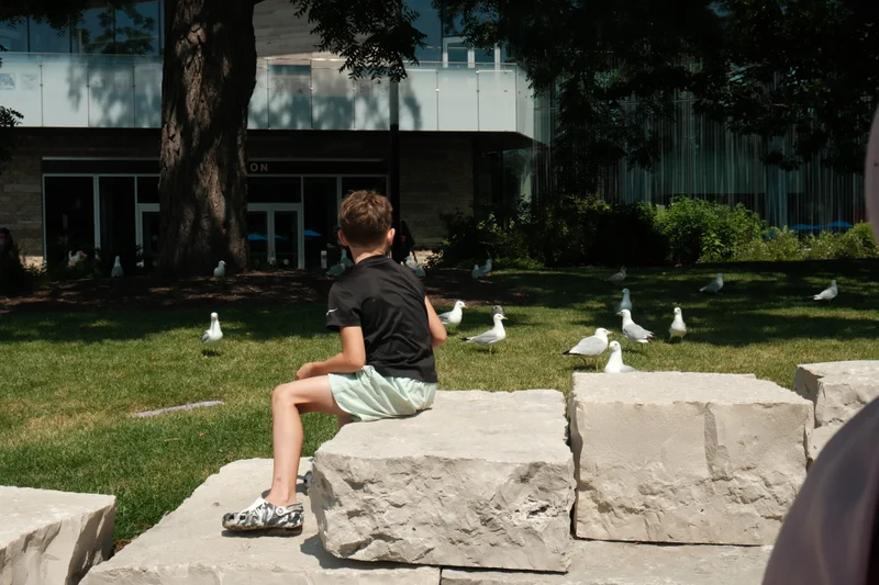 A child sits on pale rocks while birds gather in a sunlit patch of grass.